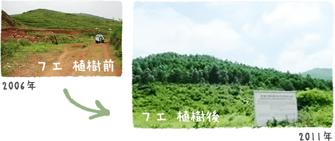 フエ　植樹前と植樹後