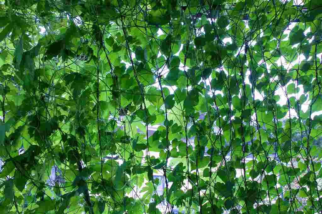  
 
きれいに咲いた花や緑輝く木お庭まわりの画像