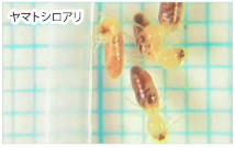 【基礎知識】シロアリ対策編　シロアリってどんなアリ？