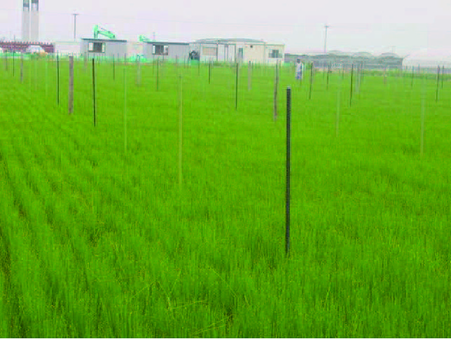 【リフォームの基礎知識】たたみ表ができるまで