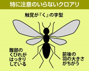 【基礎知識】シロアリ対策編　シロアリってどんなアリ？