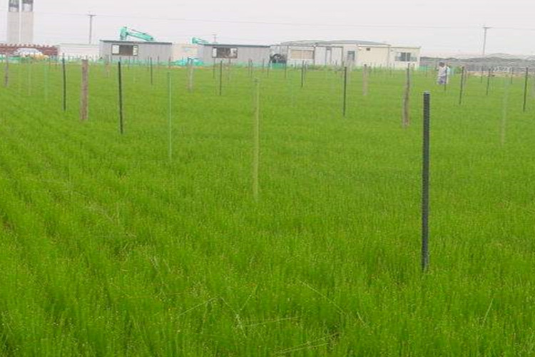 3月から4月には、60cmくらいに伸びた「い草住まいのコープこだわりの「たたみ」の画像