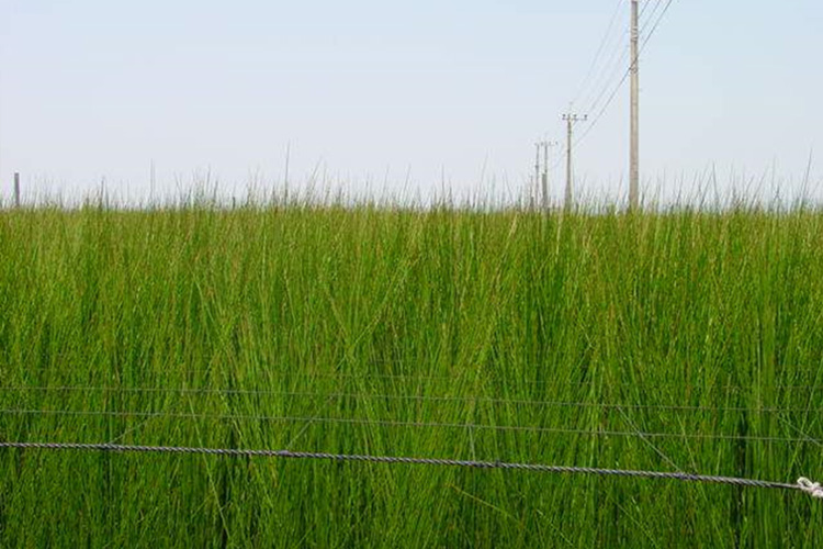 5～6月ごろ、い草がどんどん成長します。
住まいのコープこだわりの「たたみ」の画像