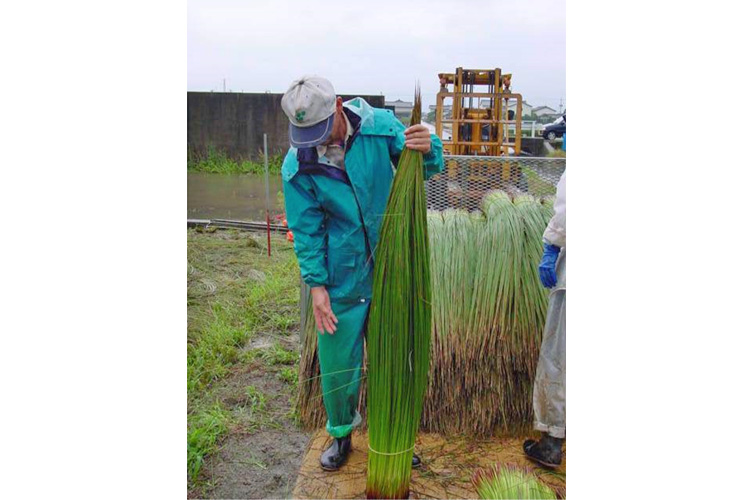 成長したい草は1m40～60cmにも。この長さが住まいのコープこだわりの「たたみ」の画像
