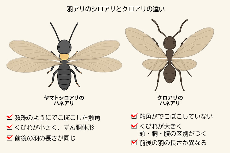 いつもは半透明の白い体をもつシロアリですシロアリの種類や見分け方の画像