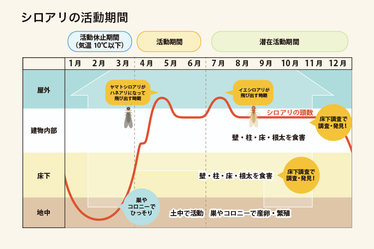 シロアリは巣が成熟すると、新しい場所で巣シロアリの種類や見分け方の画像