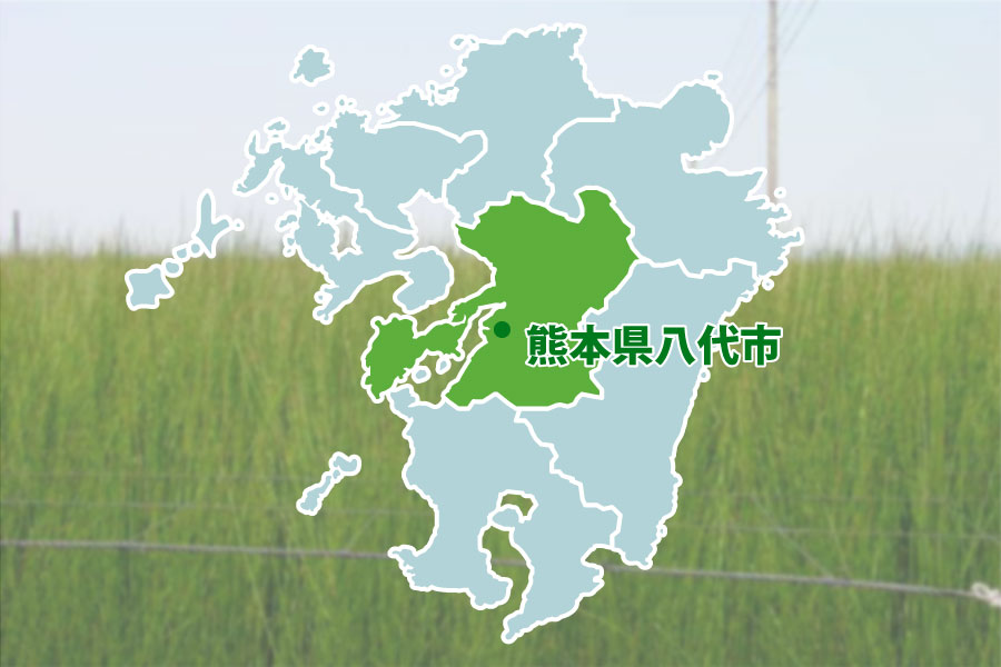 熊本県八代市は、日本国内に流通するい草の住まいのコープこだわりの「たたみ」の画像