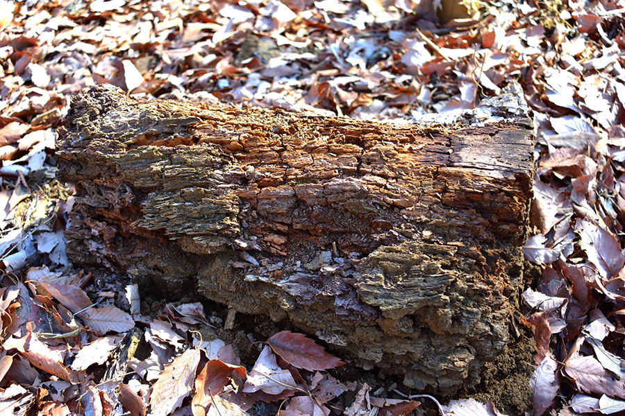 濡れた木材や段ボールを放置しない
シロアシロアリ予防のポイントの画像