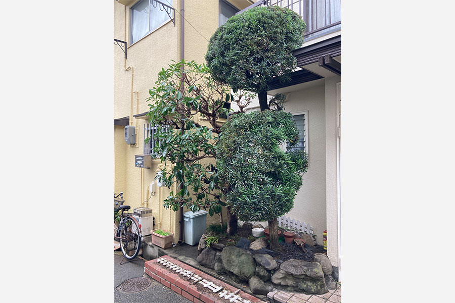 剪定後の庭木_庭木の剪定工事