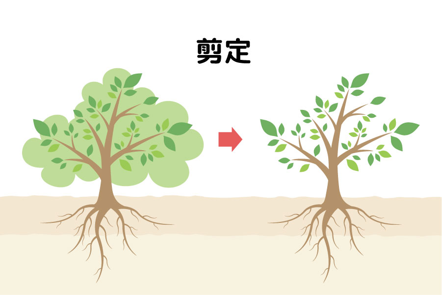 剪定とは、枝葉を整えることで木の成長を促庭木の剪定・伐採・葉刈りの画像