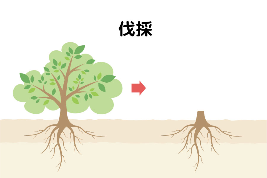 伐採は木を根元から切り倒す作業で、大きく庭木の剪定・伐採・葉刈りの画像