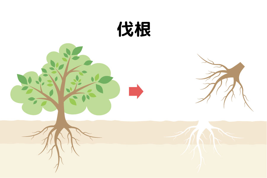 伐根とは、伐採したうえに根まで取り除く工庭木の剪定・伐採・葉刈りの画像