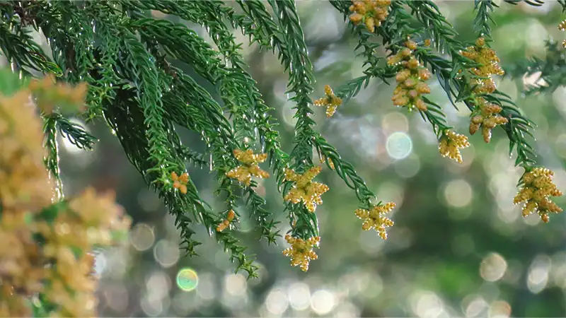 花粉シーズンの悩みを解決するリフォームアイデア