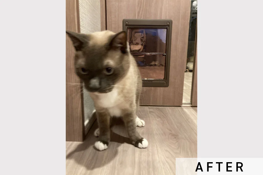 猫ちゃんが通り抜ける様子③>